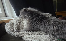 Nebelung cats for sale: Fluffy Nebelung mixed kittens for sale, last one - Advert 5
