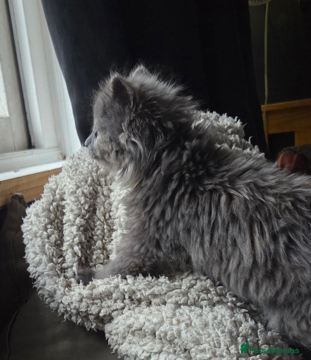 Nebelung cats for sale: Fluffy Nebelung mixed kittens for sale, last one - Advert 5