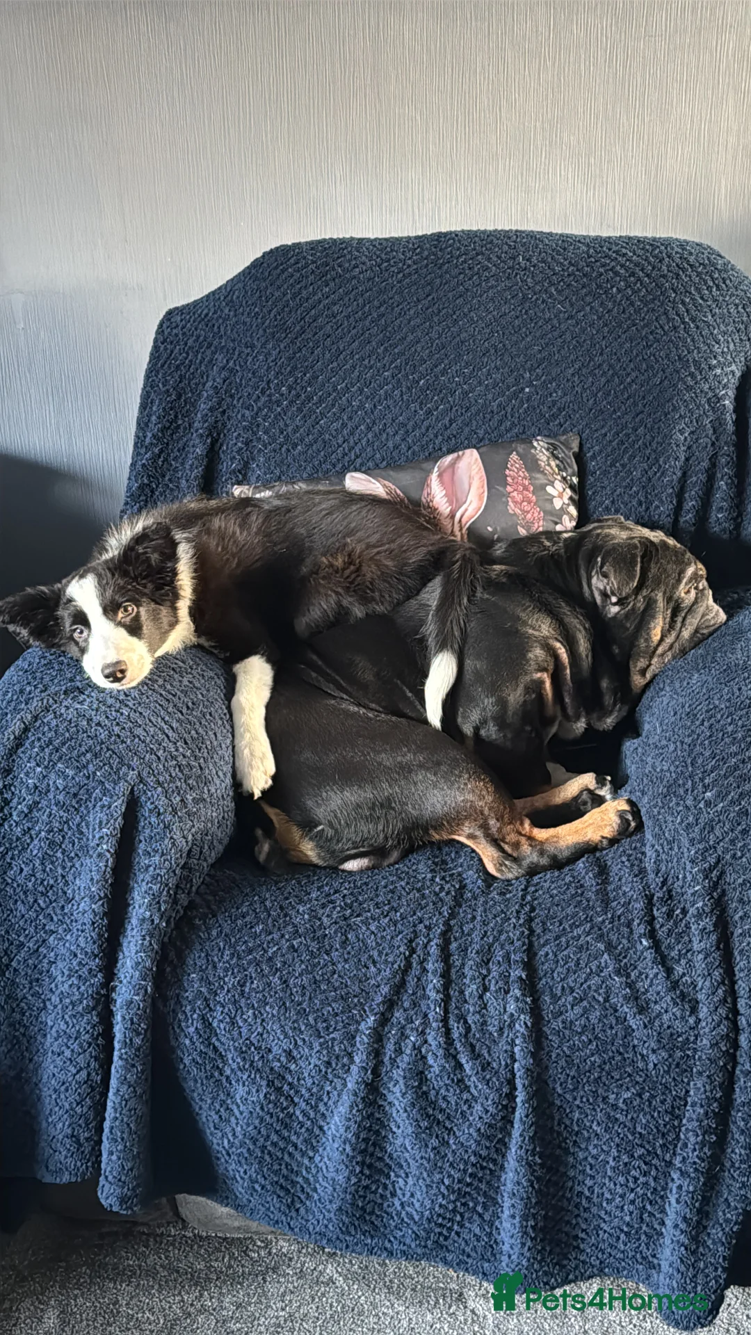 Border Collie dogs for sale: Luna x - Advert 4