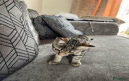Bengal cats for sale: Beautiful female  kitten❤️ - Image 7