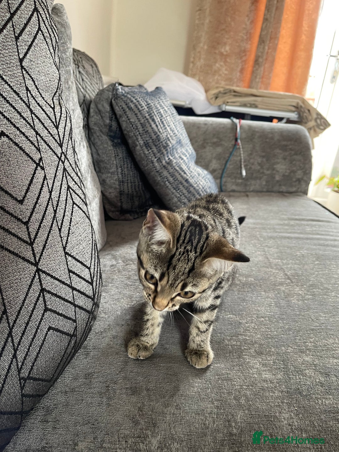 Bengal cats for sale: Beautiful female  kitten❤️ - Image 7