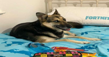Mixed Breed dogs - Advert 7