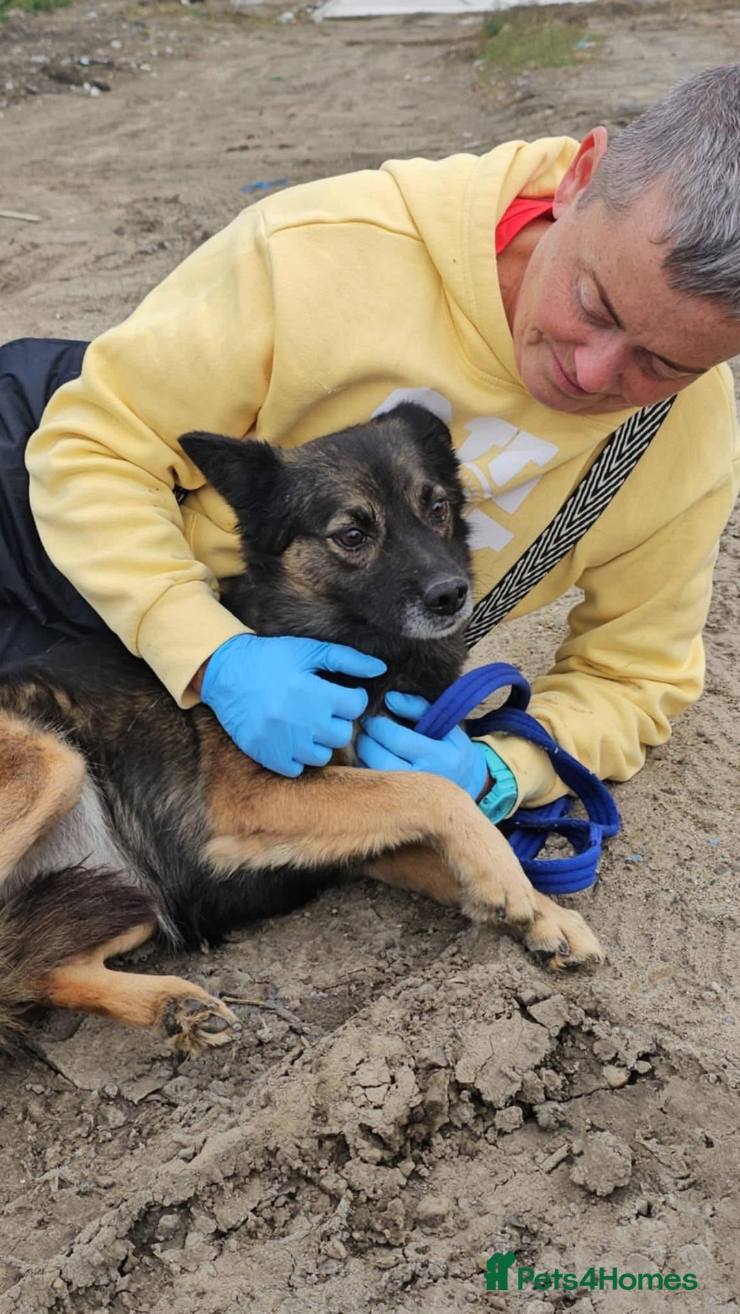 Mixed Breed dogs for adoption: Shona - Norwich Norfolk  - Advert 10