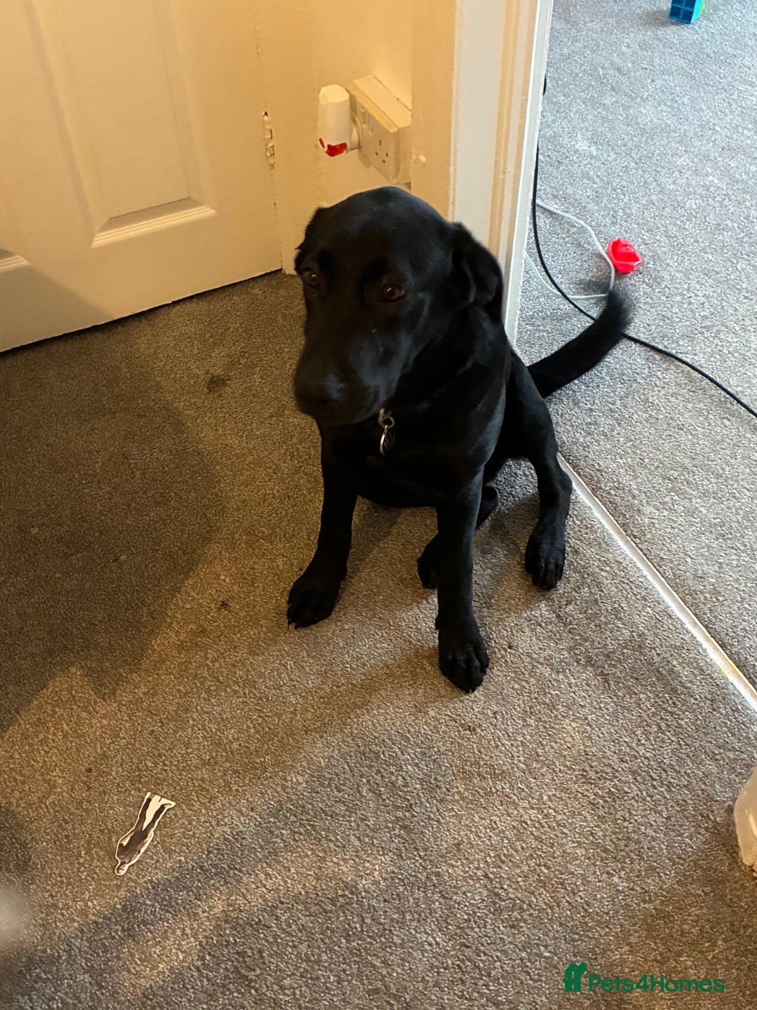 Labrador Retriever dogs for sale: Labrador- 6 Months Old Black - Image 2