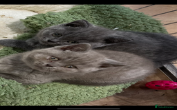 British Shorthair cats for sale: Stunning pure British shorthaired kittens - Image 4