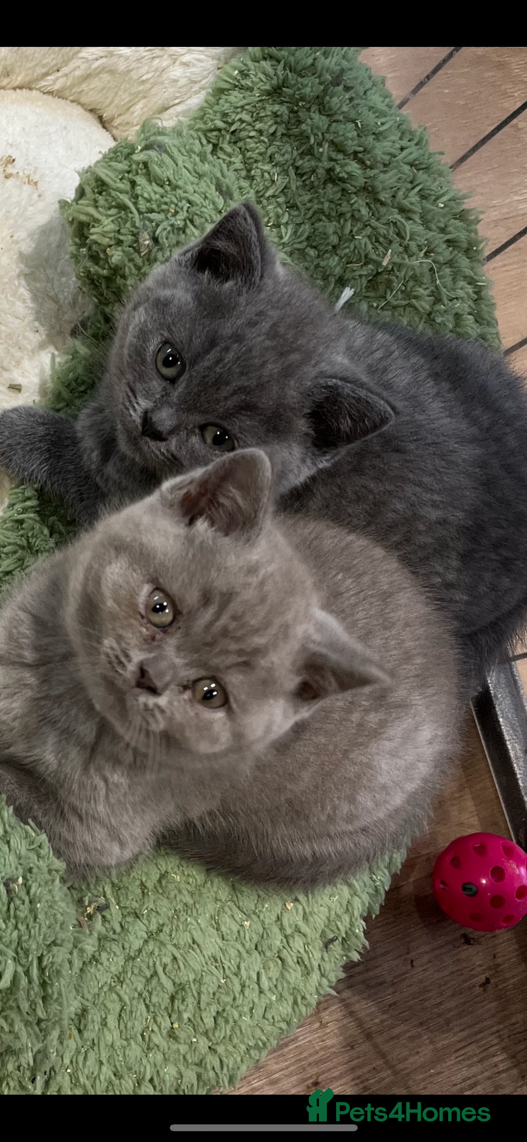 British Shorthair cats for sale: Stunning pure British shorthaired kittens - Image 4