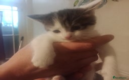 Bengal cats for sale: 2 boy and 2 girls  - Image 22