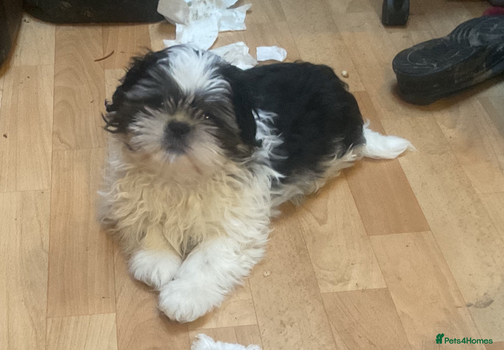 Shih Tzu dogs Shih Tzu puppies , ready to leave now - Advert 7