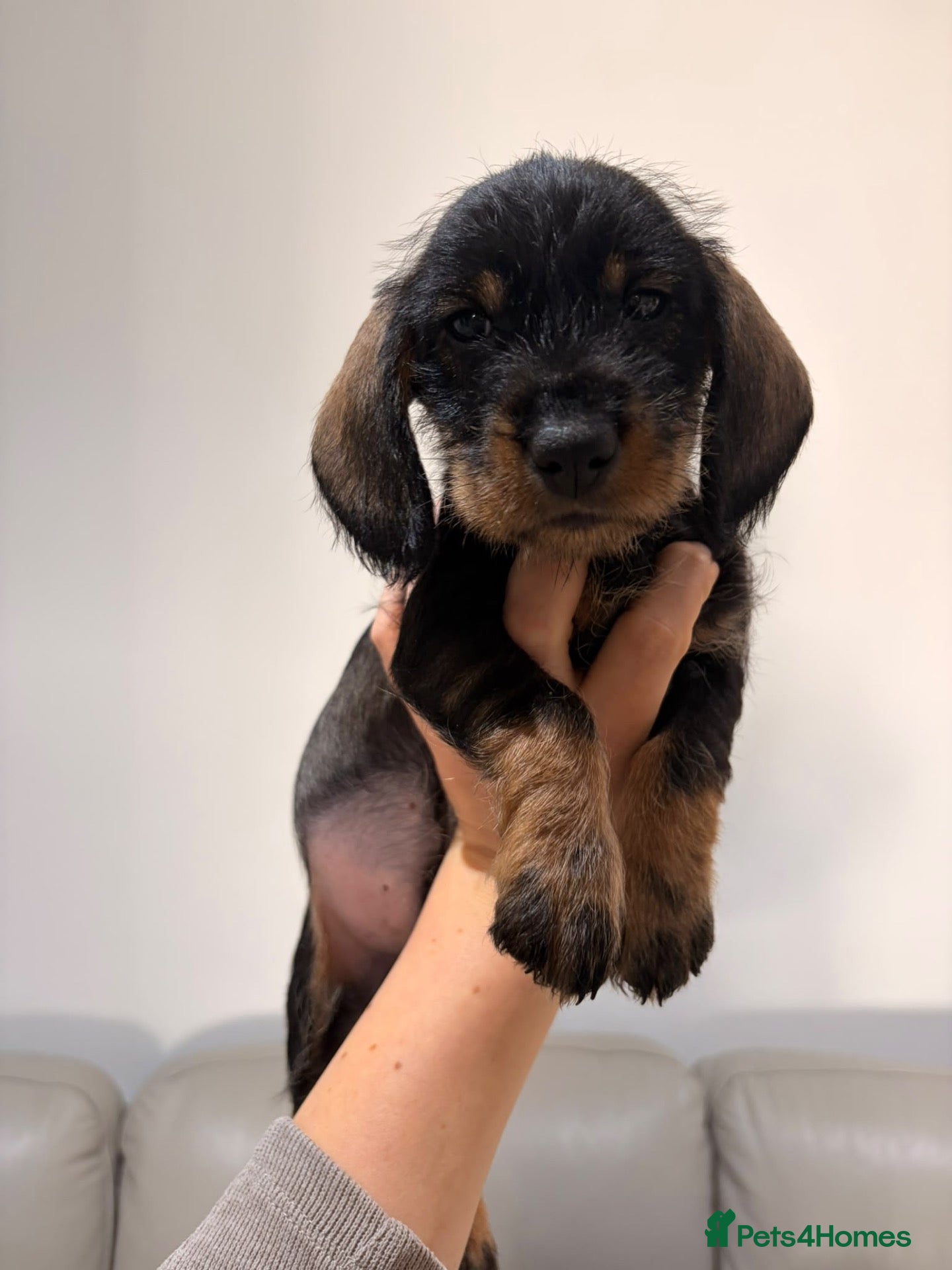 Dachshund dogs Standard quality wire dachshunds  - Advert 1