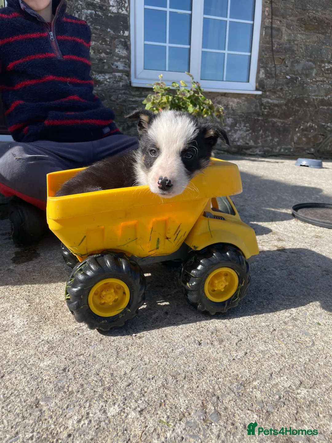 Border Collie dogs for sale: 4 Border Collie Puppies  - Advert 14