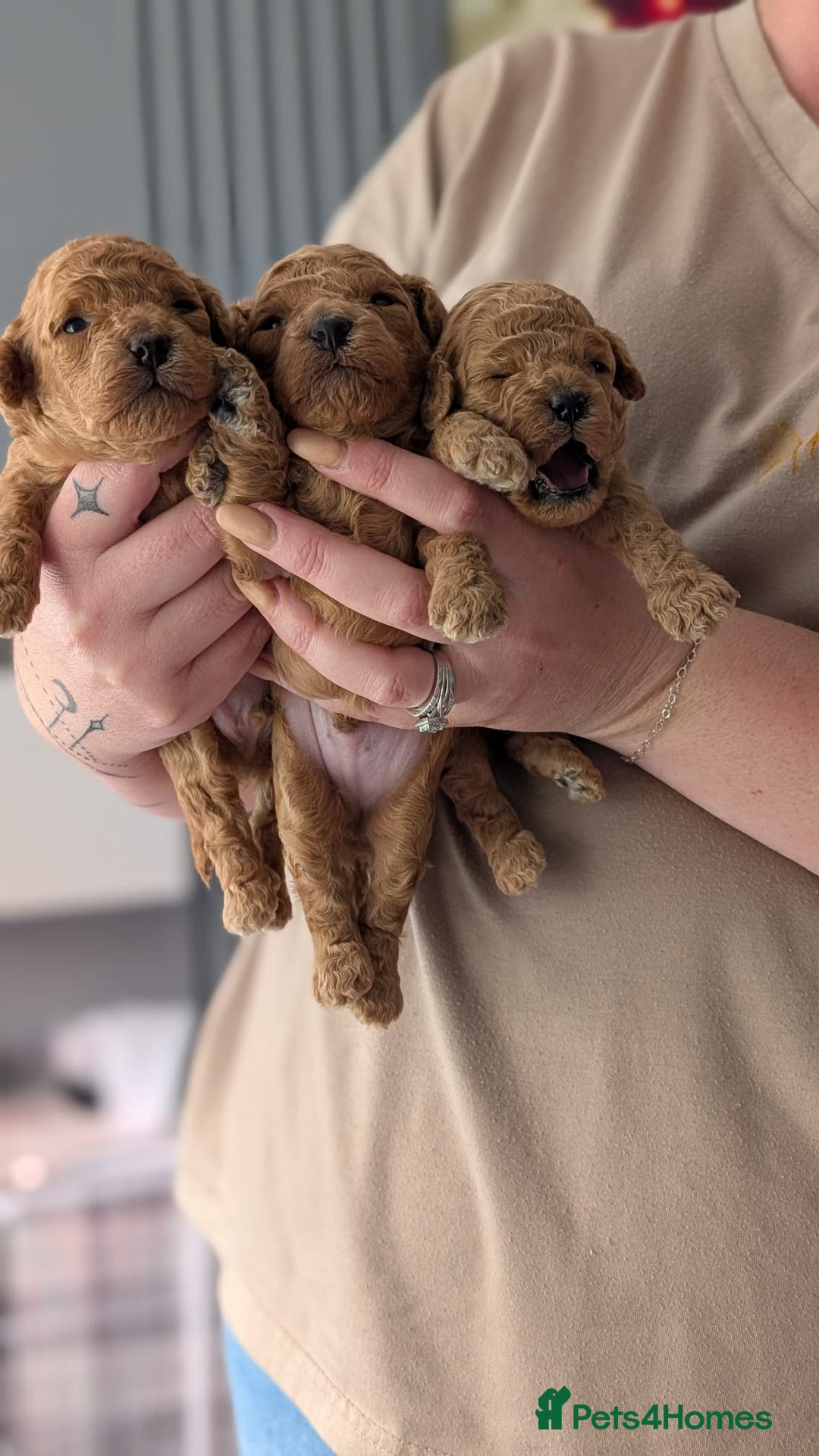 Shihpoo dogs for sale: Toy f1bb shipoo - Image 6