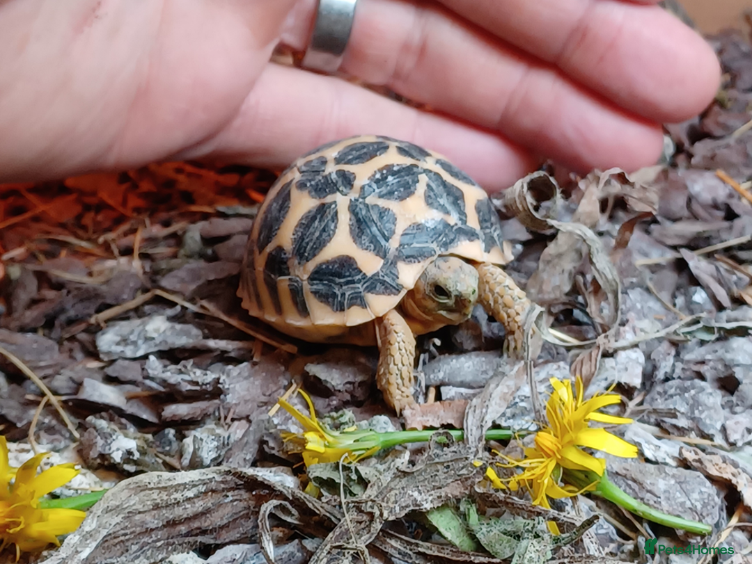 Tortoise reptiles for sale: INDIAN STAR BABIES UK BRED JULY 2025 - Image 3