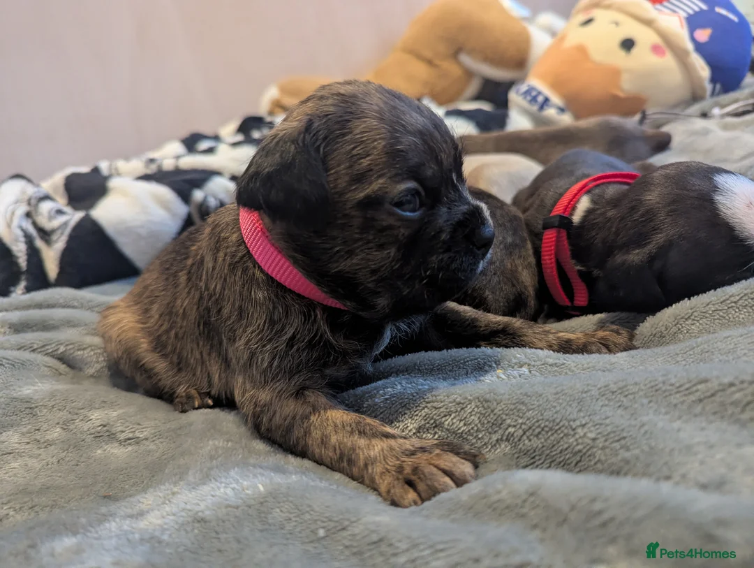 Boston Terrier dogs for sale: Boston X  - Advert 8