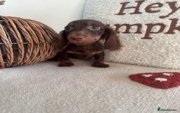 Miniature Dachshund dogs for sale: Long haired miniature dachshunds  - Image 1