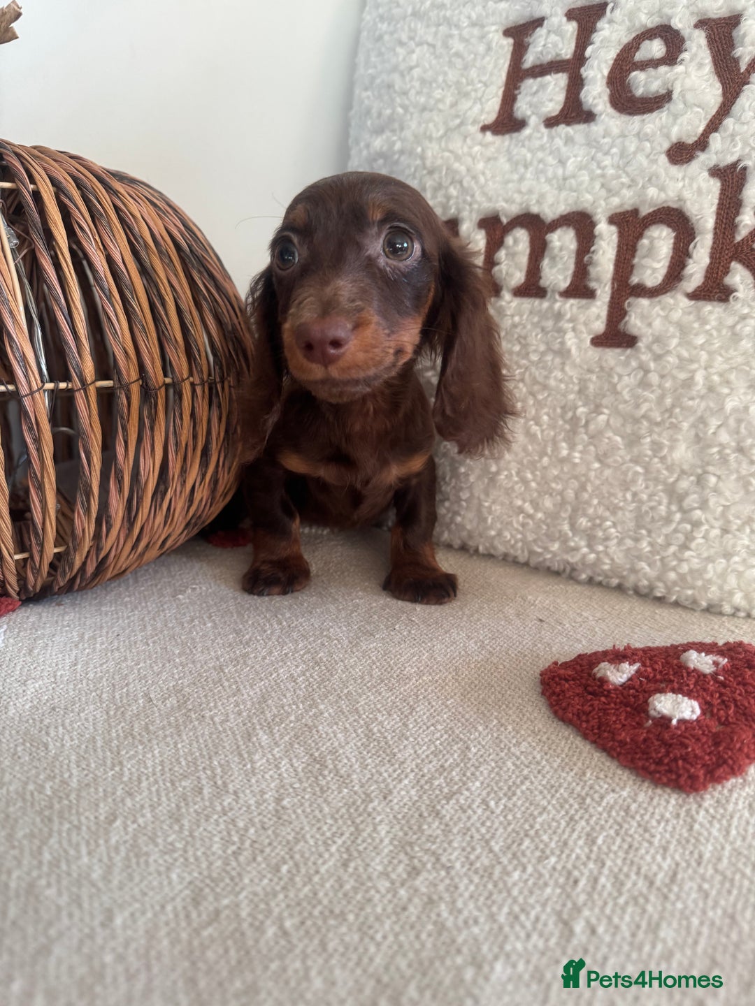 Miniature Dachshund dogs for sale: Long haired miniature dachshunds  - Image 1