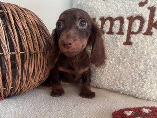 Miniature Dachshund dogs - Advert 30
