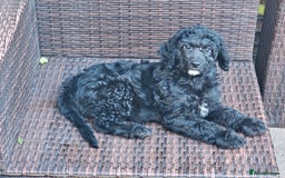 Cockapoo dogs for sale: Cockapoo Pups - Ready Now - Image 2