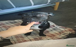 Mixed Breed dogs for sale: 2 year old female cane corso cross boxer - Image 7