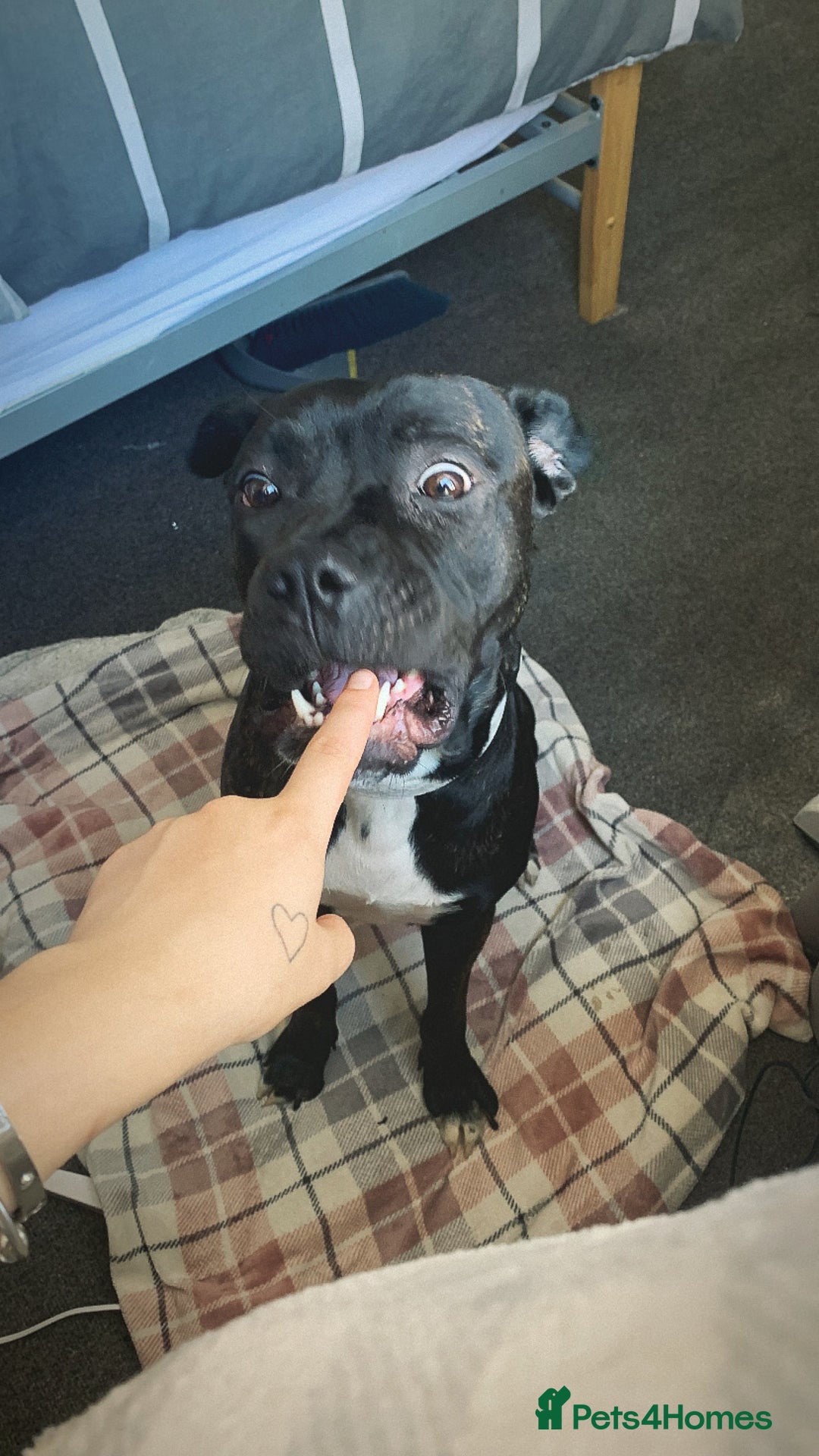 Mixed Breed dogs for sale: 2 year old female cane corso cross boxer - Image 7