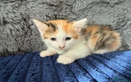 Mixed Breed cats for sale: Adorable Kittens Ready for Their Forever Homes!  - Image 10