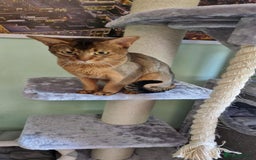 Abyssinian cats for stud: Stud Abyssinian TICA Registered in Corby - Image 17