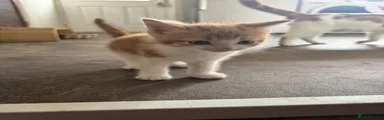 Ragdoll 2