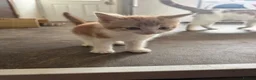 Ragdoll cats for sale: Ragdoll mix - Advert 6