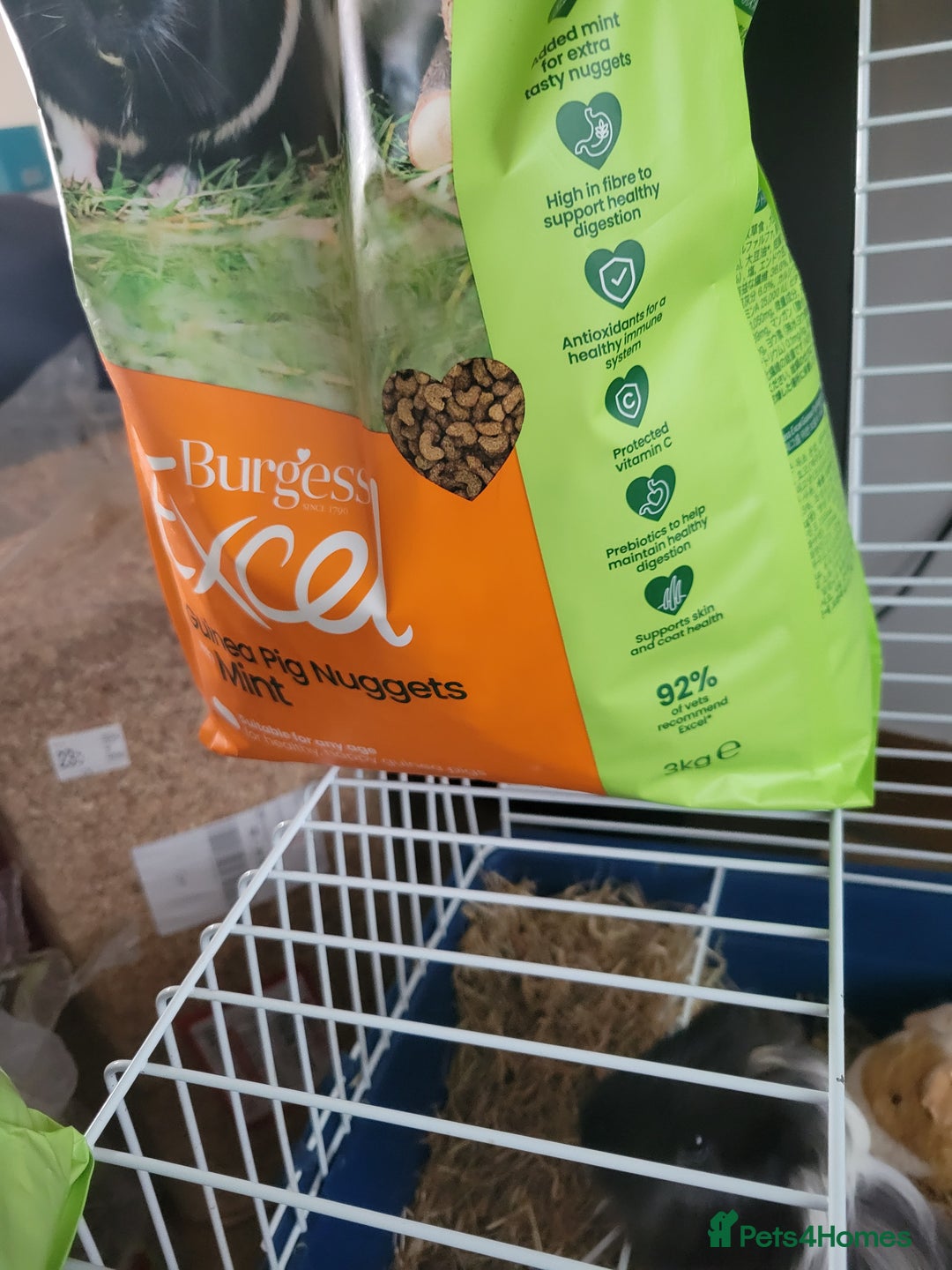 Guinea Pig rodents for sale: 4 mnth old male GPig with Cage, Food & Bedding - Advert 8