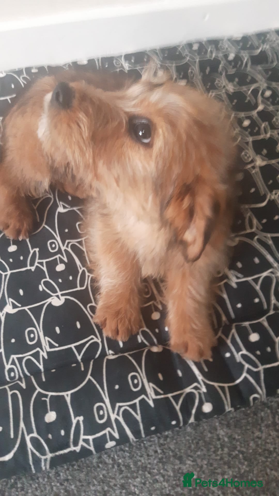 Mixed Breed dogs for sale: beautiful terrier puppies  - Advert 1