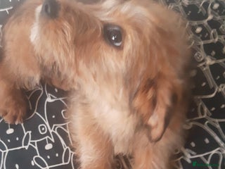 Mixed Breed dogs beautiful terrier puppies - Advert 1