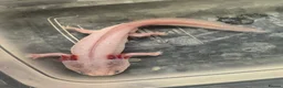 Other/Mixed Breed fish for sale: 7 month old Axolotls  - Advert 7