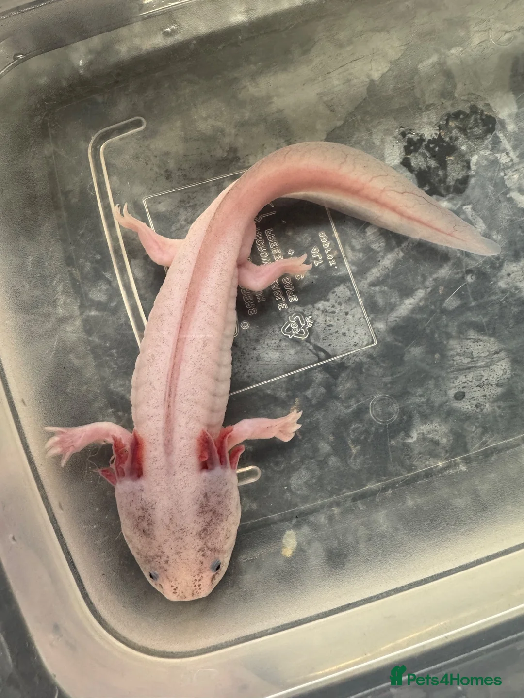 Other/Mixed Breed fish for sale: 7 month old Axolotls  - Advert 7