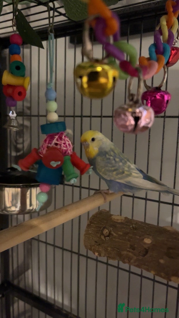 Budgerigars birds male budgies - Advert 1