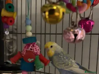 Budgerigars birds male budgies - Advert 4