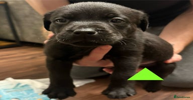 Mixed Breed dogs - Advert 5