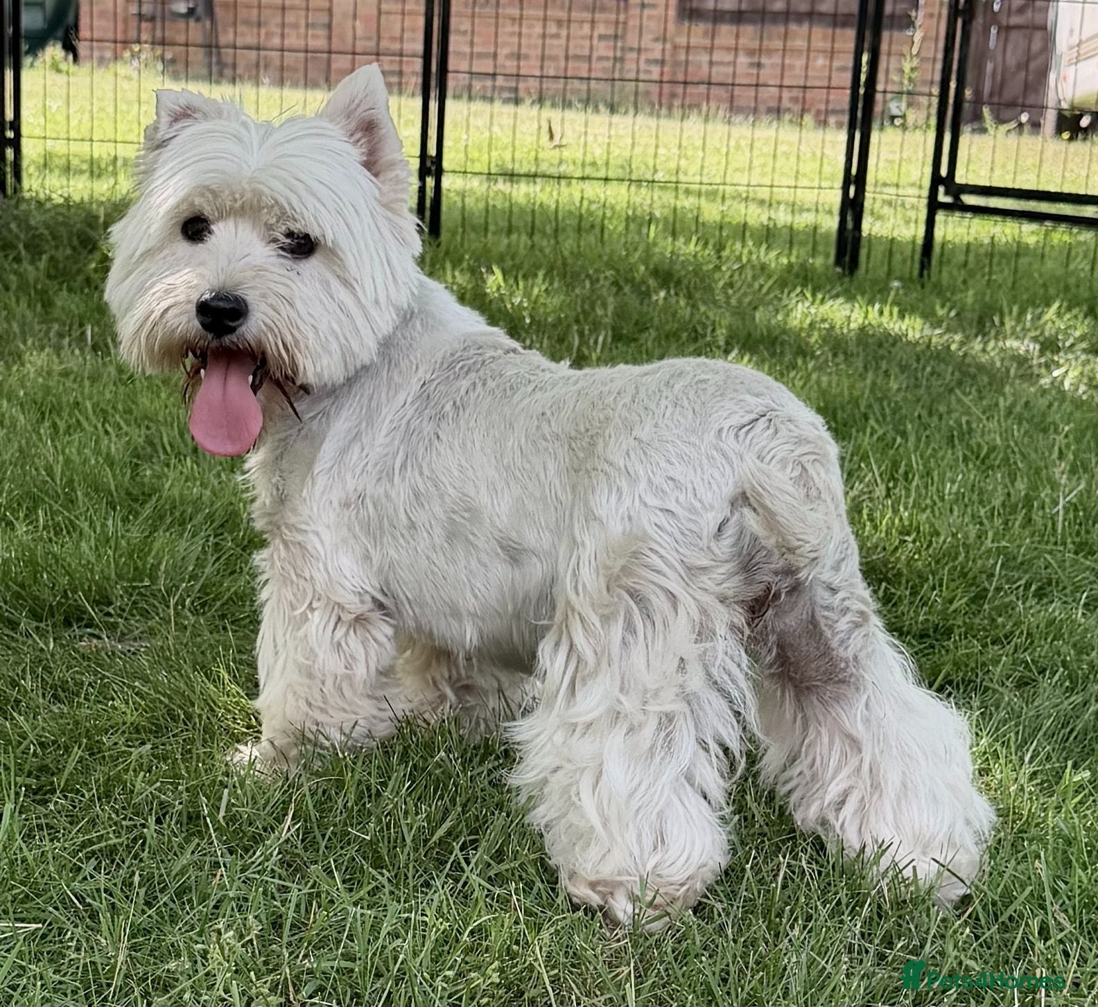 West Highland Terrier dogs 🐾 Mona – Female West Highland Terrier 🐾 - Advert 1