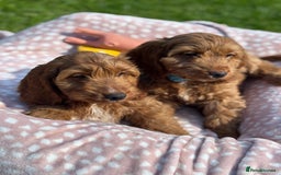 Cockapoo dogs for sale: F1 Cockapoo Puppies DNA hereditary clear - Image 4