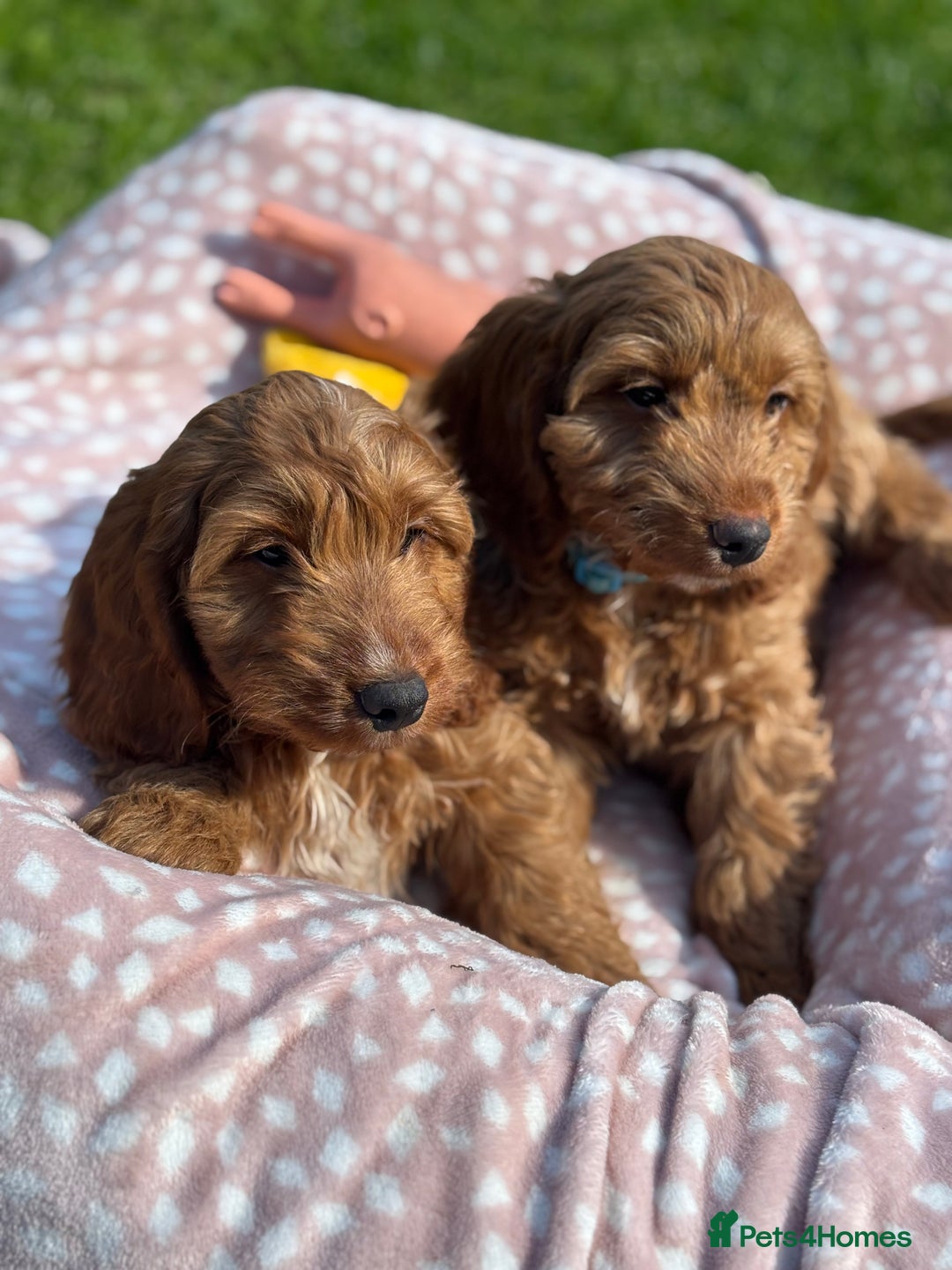 Cockapoo dogs for sale: F1 Cockapoo Puppies DNA hereditary clear - Image 4