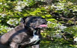 Cane Corso dogs for sale: Yuki X Aries Russian Champ Bloodline Puppies - Image 5