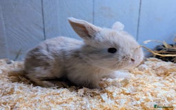 Mini Lop rabbits for sale: ❤️🐰Mini lop bunnies🐰❤️ - Image 14