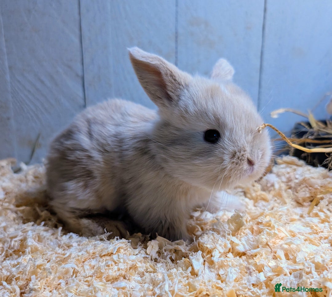 Mini Lop rabbits for sale: ❤️🐰Mini lop bunnies🐰❤️ - Image 14
