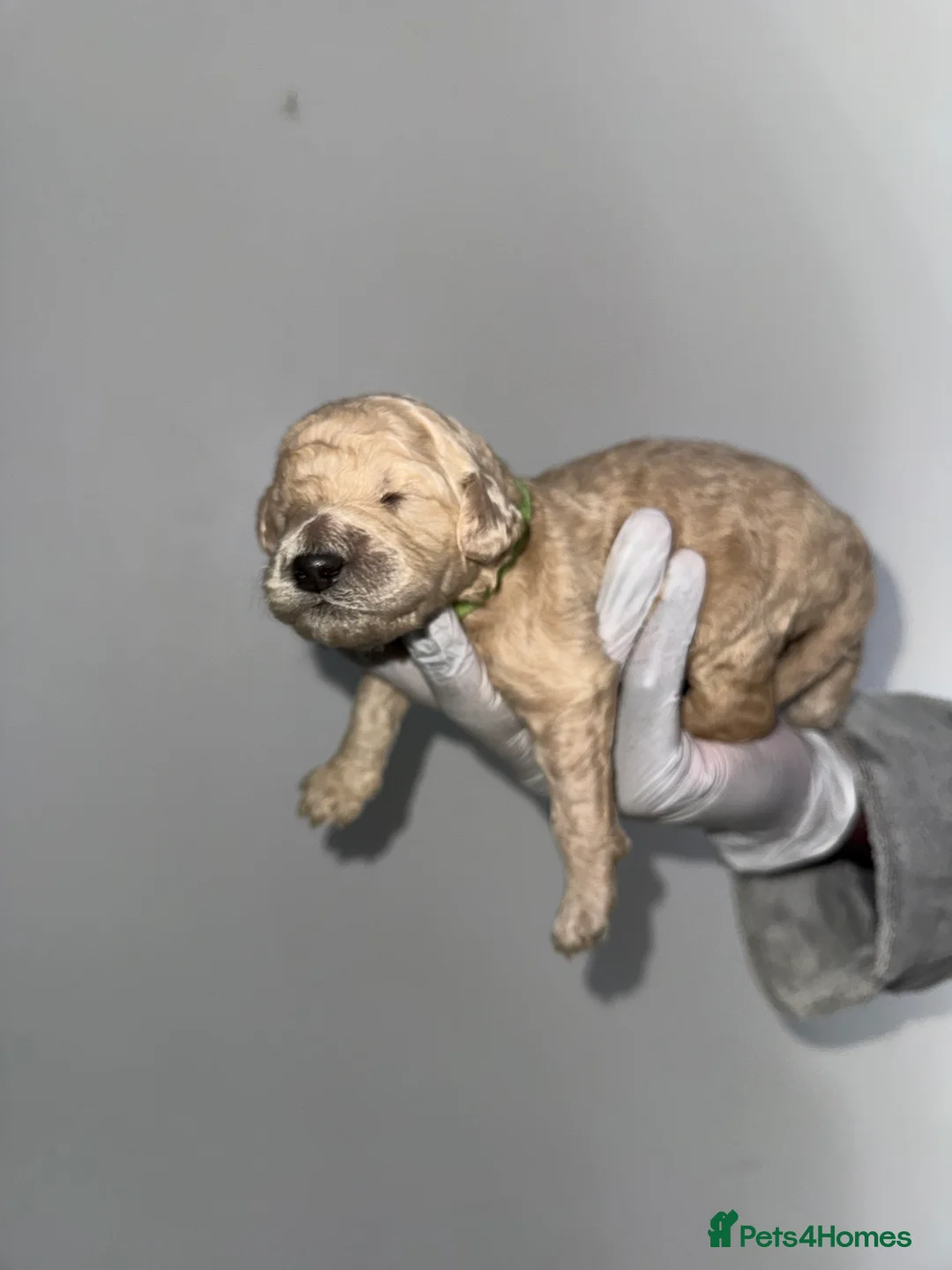 Standard Poodle dogs for sale: exceptional kc standard poodles  - Advert 8