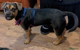 Mixed Breed dogs for sale: Little Luna need a new home - Image 5