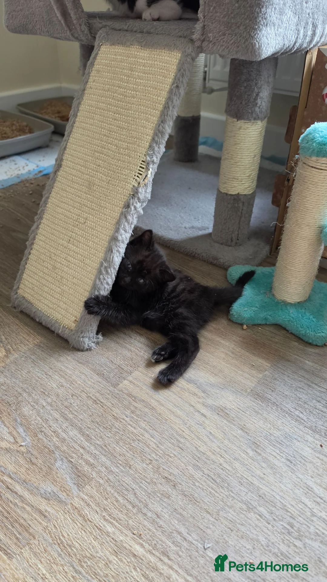 Bengal cats for sale: Home-raised Bengal cross/British Shorthair kittens in Troon - Advert 16