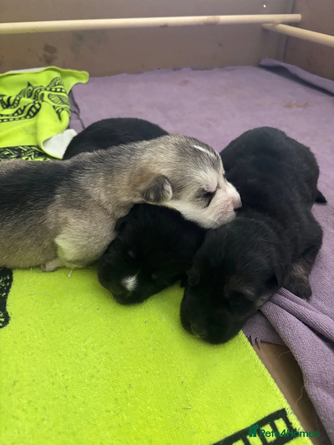 Mixed Breed dogs for sale: Malamute husky x Belgian shepherd in Maldon - Advert 9