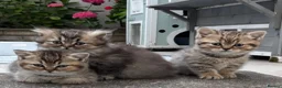 British Shorthair cats for sale: Pedigree British Shorthair  - Advert 6