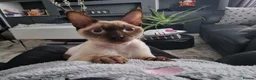 Devon Rex cats for sale: Most affectionate Male Devon Rex - Advert 3