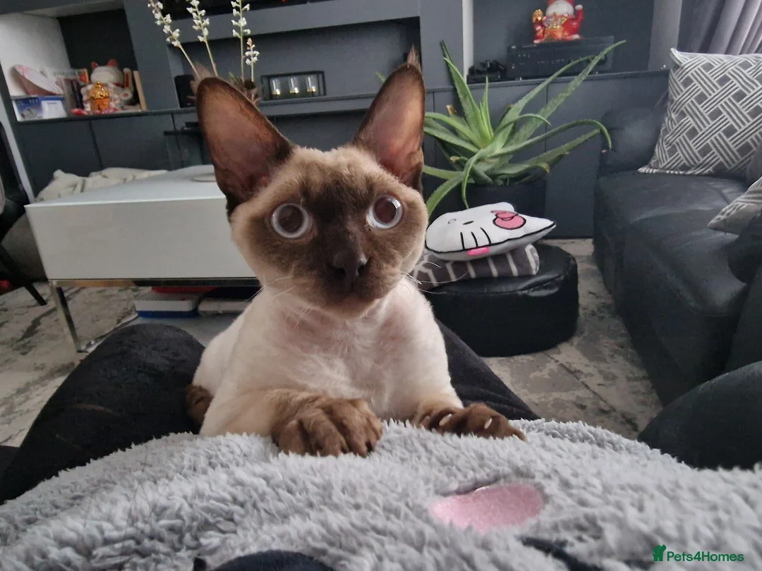 Devon Rex cats for sale: Most affectionate Male Devon Rex - Advert 3