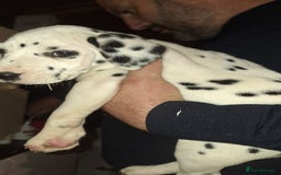Dalmatian dogs for sale: Dalmatian pups - Image 13