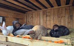 Continental Giant rabbits for sale: Continental giants  - Image 3